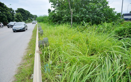 Hà Nội giảm 40% chi phí duy trì cây xanh thảm cỏ