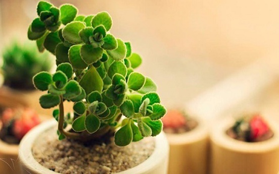 Trồng cây cảnh hợp tuổi để tiền vào như nước sông Hồng