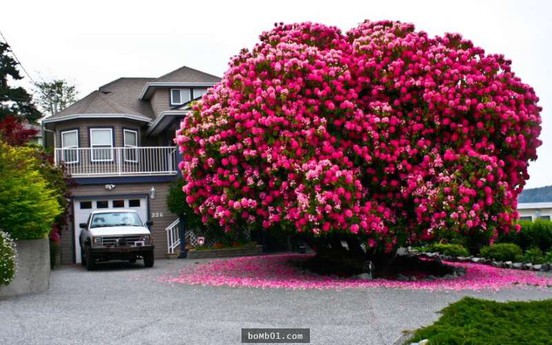 Chiêm ngưỡng 16 cây đại thụ tuyệt đẹp như trong cổ tích