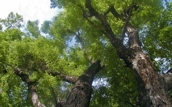 Ưu điểm của giáng hương, loại cây sắp thay thế xà cừ trên đường Phạm Văn Đồng