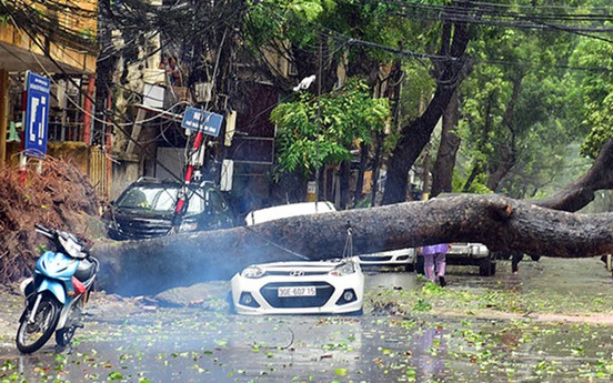 Hà Nội: Mùa mưa bão, trồng thêm hay thay thế xà cừ bằng cây gì?