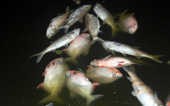 Hà Nội: Cá chết hàng loạt tại hồ Linh Đàm