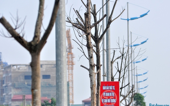 Hà Nội: Hàng loạt cây chết khô, bật gốc trên đường Lý sơn