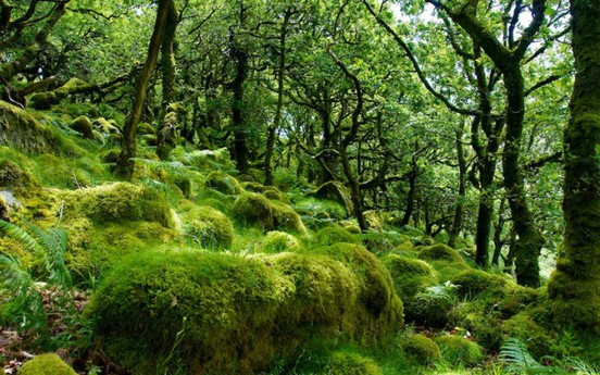 8 khu rừng bí ẩn như bước ra từ thế giới thần tiên