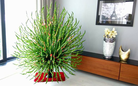 Cách cắm hoa lay ơn (hoa dơn) nghìn tay đẹp, tươi lâu chơi Tết