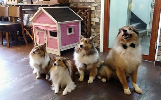 Sống ở chung cư: Hàng xóm mất lòng nhau vì… con chó