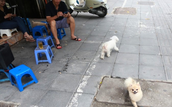 "Nếu có dây xích, rọ mõm... thì được nuôi chứ có ai cấm đâu!"