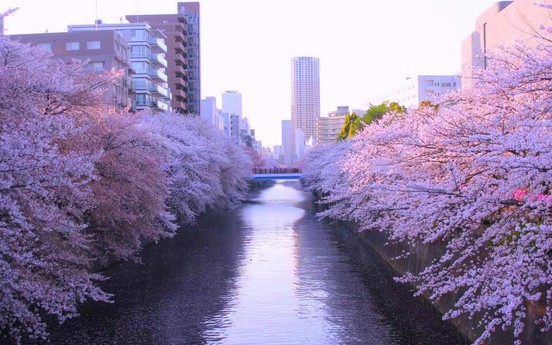 Bốn mùa rực rỡ - Lý do để Nhật Bản đứng đầu châu Á về tăng trưởng du lịch