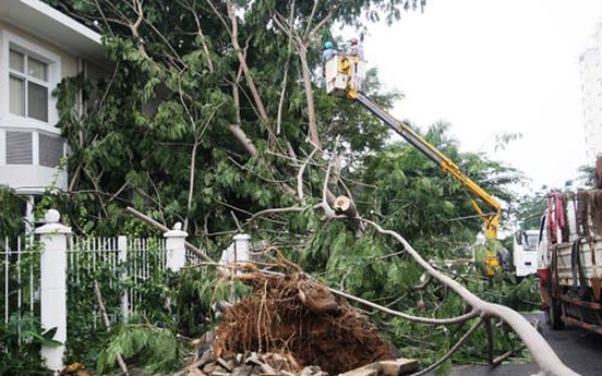 TP.HCM: Mùa mưa cận kề, cư dân Phú Mỹ Hưng nơm nớp nỗi lo sống dưới hàng cây "cấm"