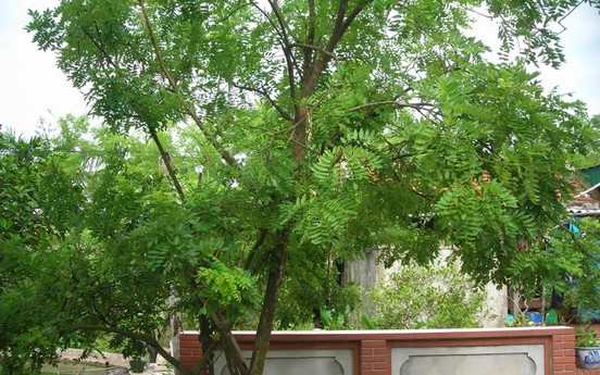 Phong thủy cây xanh: Trồng cây gì trước nhà để con cháu đỗ đạt vinh hiển?