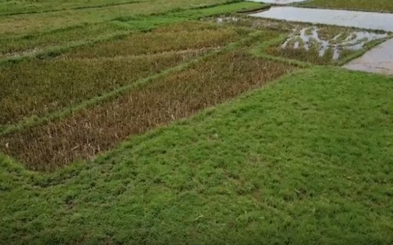 Vĩnh Phúc: Tiềm năng phát triển bất động sản nông nghiệp nhìn từ những thửa ruộng hoang