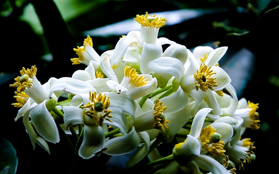 Tháng hai trắng ngần hoa bưởi…