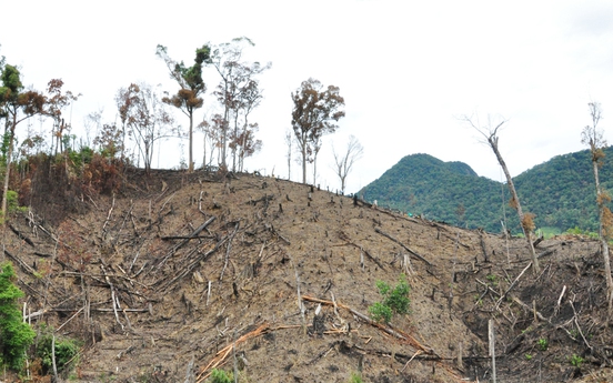 Lào Cai: Khởi tố 10 đối tượng phá rừng phòng hộ