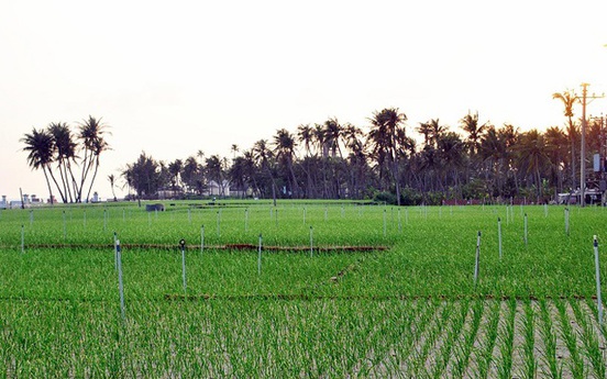Quảng Ngãi: "Sóng ngầm" chuyển nhượng đất nông nghiệp ở Lý Sơn