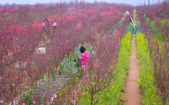 Ngày cận Tết, ghé Nhật Tân ngắm hoa đào khoe sắc thắm