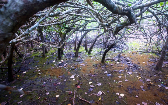 Kỳ IV: Vườn quốc gia Bái Tử Long - “Kho báu” sinh quyển giữa trùng khơi