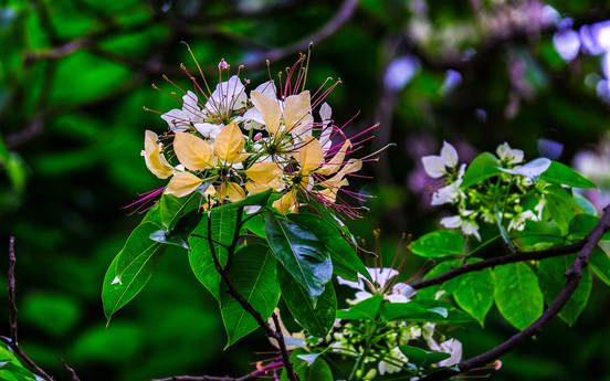 Ngắm một loài hoa lạ đất Hà Thành - Hoa bún