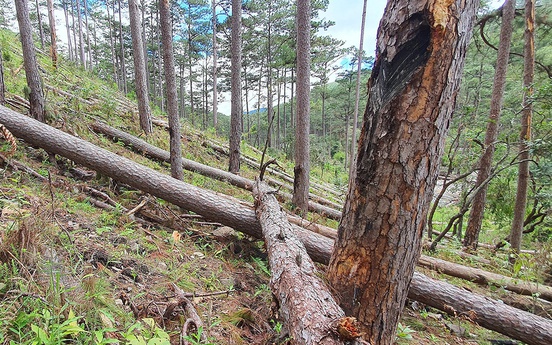 Điều tra, xử lý các vụ vi phạm về quản lý bảo vệ rừng tại Lâm Đồng
