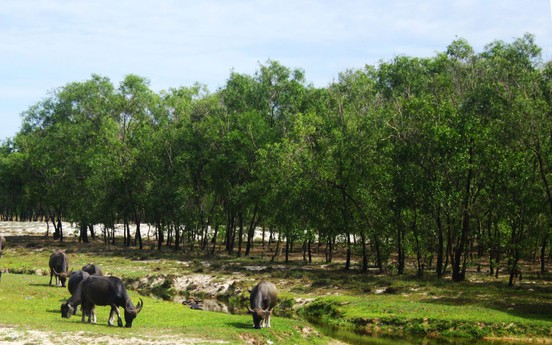 Quảng Trị chuyển 360,5ha rừng làm khu công nghiệp