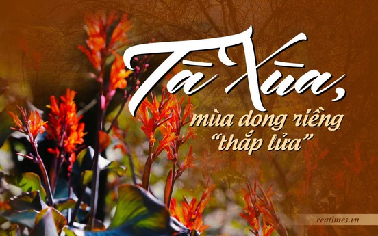 Tà Xùa, mùa dong riềng “thắp lửa”