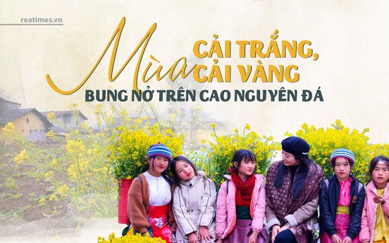 Mùa cải trắng, cải vàng bung nở trên cao nguyên đá