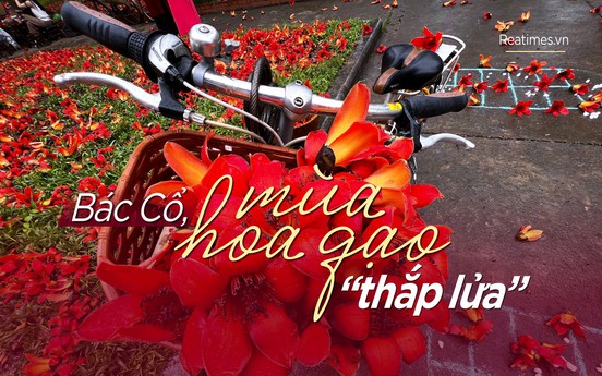 Bác Cổ, mùa hoa gạo “thắp lửa“