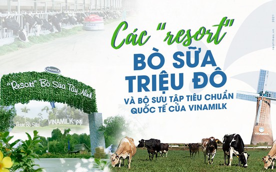 Các “resort” bò sữa triệu đô và bộ sưu tập tiêu chuẩn quốc tế của Vinamilk