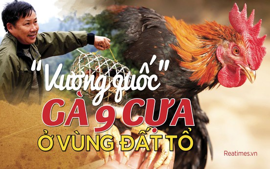 “Vương quốc” gà 9 cựa ở vùng đất Tổ