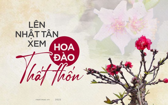 Lên Nhật Tân xem hoa đào Thất thốn