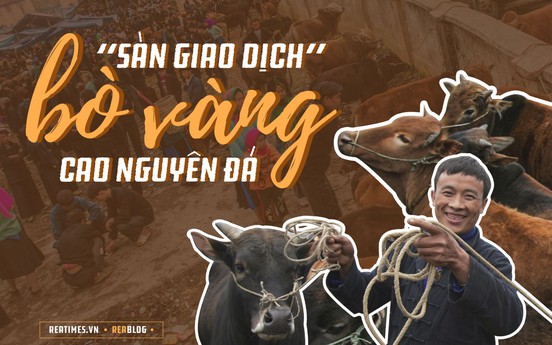 “Sàn giao dịch” bò vàng cao nguyên đá 