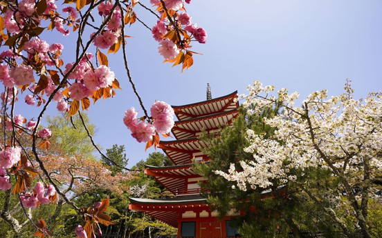 Mùa ngắm hoa anh đào Nhật Bản