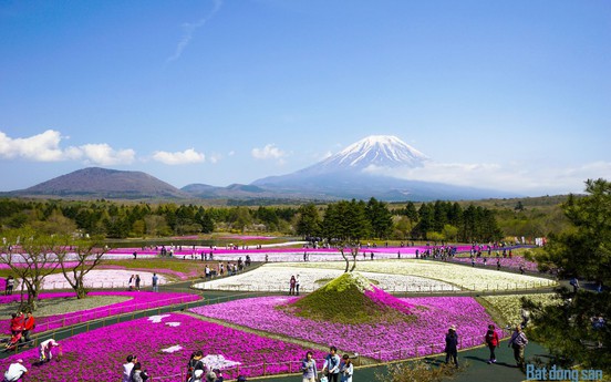 Hơn 800 nghìn cây hoa chi anh khoe sắc dưới chân núi Phú Sĩ