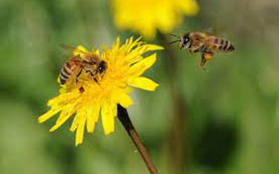 Ong, loài vật quy củ và kỷ luật