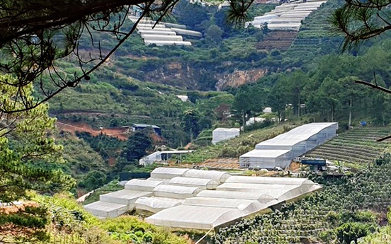 Lâm Đồng: Yêu cầu tháo dỡ hơn 227ha nhà kính, nhà lưới trên đất lâm nghiệp