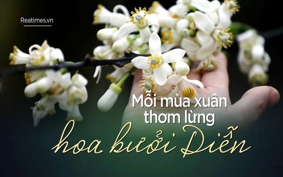 Mỗi mùa xuân thơm lừng hoa bưởi Diễn