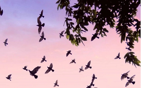 Những cánh “chim sa” báo điềm gì xui rủi?