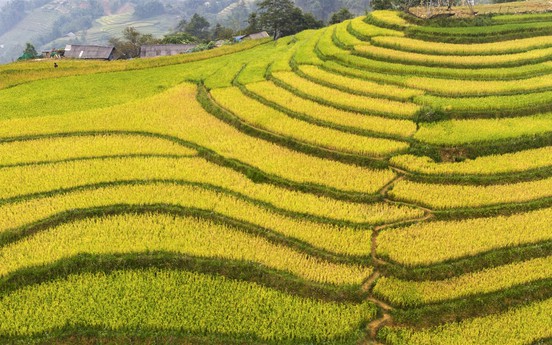 Lỡ hẹn với mùa thu Sa Pa, bạn sẽ nuối tiếc một mùa vàng rực rỡ