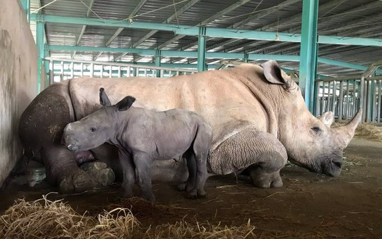 Vinpearl Safari chào đón bé tê giác mới chào đời với cái tên “Chiến thắng”
