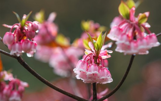 Đẹp ngẩn ngơ hoa đào chuông trên đỉnh Bà Nà