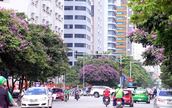 Phố phường Hà Nội ngợp sắc tím mùa bằng lăng nở hoa