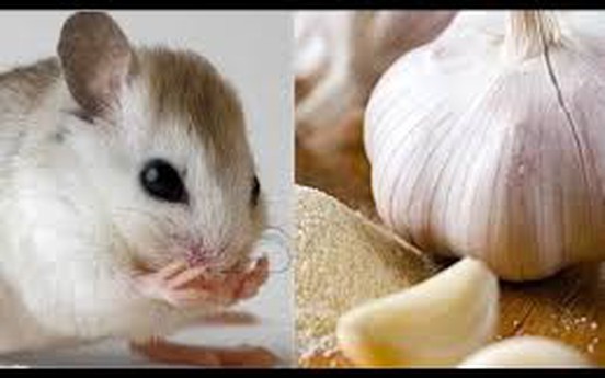 Mẹo hay đuổi chuột bằng tỏi ra khỏi nhà sạch sành sanh
