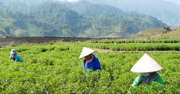 Lào Cai chuyển đổi trên 200 ha cây trồng trên đất trồng lúa trong năm 2023