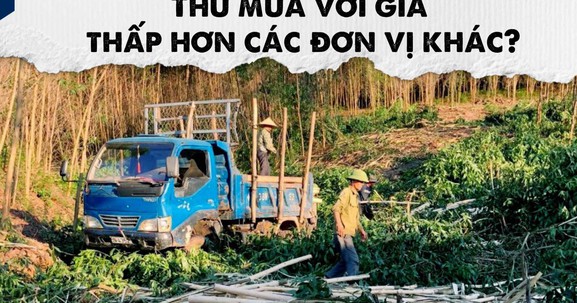 Hà Tĩnh: Nếu ngừng hoạt động các cơ sở băm dăm không phép sẽ ảnh hưởng đến tiêu thụ gỗ keo