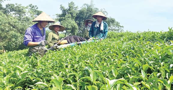 Phú Thọ: Đảm bảo đất ở, đất sản xuất cho đồng bào dân tộc thiểu số