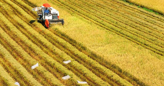Năm 2025: Người dân có đất nông nghiệp thuộc diện thu hồi sẽ được bồi thường ra sao?