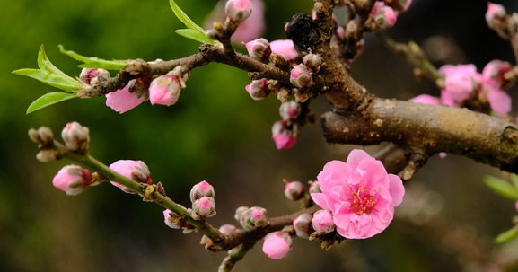 Lắng nghe mùa Xuân về...