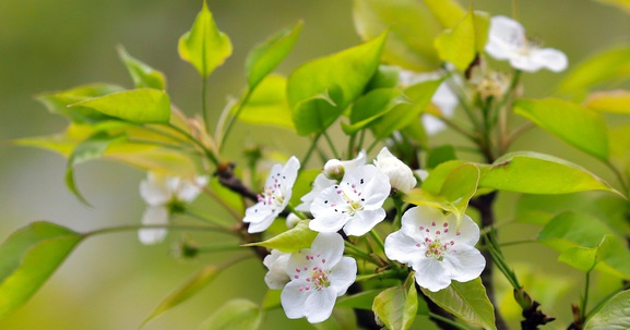 Photo Travel: Hoa lê Hồng Thái tinh khôi trắng rừng