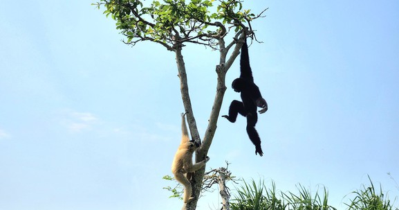 Vườn thú Safari ở Quảng Nam là điểm sáng cứu hộ và gây nuôi động vật hoang dã