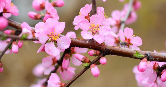 Hướng dẫn đặt cây đào, cây quất đúng phong thủy để mang lại may mắn