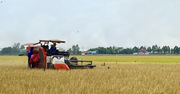 Agribank đẩy mạnh cho vay sản xuất, kinh doanh lúa gạo